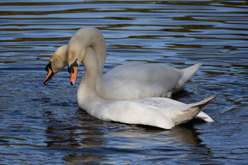 Aufkleber - A close up of a pair of mute swans preparing to mate. The water surrounds the birds and there is space for text copy