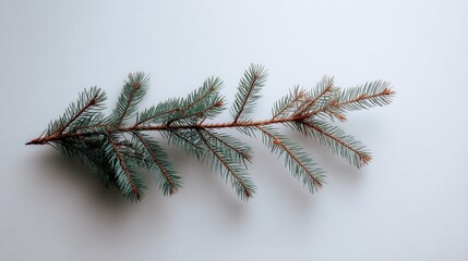Poster - A close-up captures a single spruce twig with needle clusters arranged horizontally, emphasizing its natural texture and the sharp contrast against the white backdrop