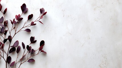 Leinwandbilder - Thin natural branches with small leaves are loosely arranged on a clean white surface, highlighted by soft lighting that creates gentle shadows and textures