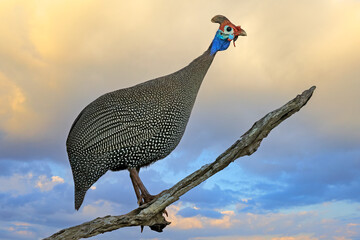 Wall Mural - a helmeted guineafowl (numida meleagris) against a cloudy sky at sunrise, south africa.