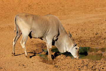 Wall Mural - a male eland antelope (tragelaphus oryx) drinking at a muddy waterhole, mokala national park, south 