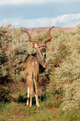 Wall Mural - an alert male kudu antelope (tragelaphus strepsiceros) standing in natural habitat, south africa.