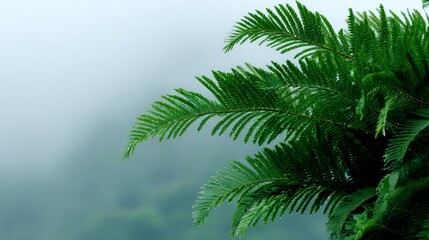Poster - A close-up view captures the lush detail of a tropical fern's fronds amidst a foggy jungle backdrop, inviting exploration in a vibrant wilderness