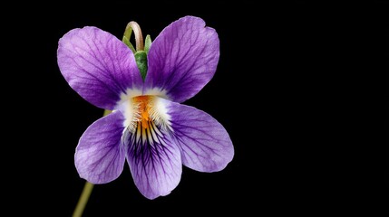 Poster - Fully opened violet flower exhibits sharp details of its petals and subtle shadows, isolated against a dark background for a stunning visual effect