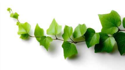 Poster - Glossy green ivy leaves trail in a gentle arc against a clean white background, creating a serene and fresh environment ideal for various design needs