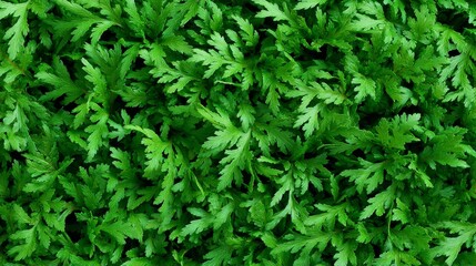 Poster - This serene composition features a seamless arrangement of fern leaves captured from above, highlighting their delicate shapes and abundant greenery