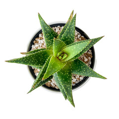 Poster - A striking top-down view of a vibrant Aloe plant in a pot, showcasing its unique pattern