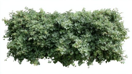 Leinwandbilder - a vibrant border of variegated ivy leaves surrounds a clean white center, providing a natural frame 