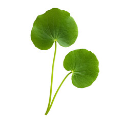 Poster - Two vibrant green leaves showcasing their natural beauty