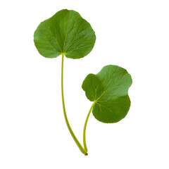 Poster - Two fresh, vibrant green leaves against a clean background, showcasing natural beauty