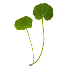 Poster - Two delicate green leaves of a plant isolated on white