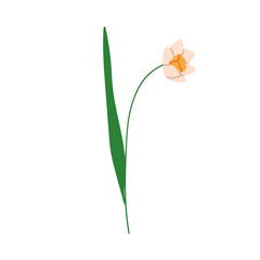 Poster - Flower blossom, daffodil. Floral plant stem, garden bloom with gentle bud, leaf, delicate petals. Beautiful spring and summer flora. Botanical flat vector illustration isolated on white background