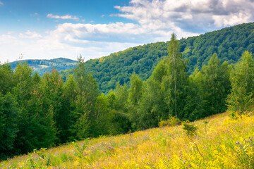 Wall Mural - landscape with forest on the hill in summer. natural background for outdoor adventure and travel. su
