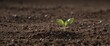© Oneway - Bean seed sprouting in soil, early growth stage,  leaf,  bean,  environmental