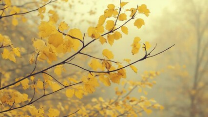 Poster - A tree stands out against the misty background of a foggy forest, its yellow leaves shining through the gloom