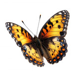 Beautiful painted lady butterfly image stock photo download high quality on transparent background