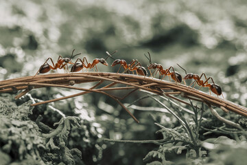 Poster - Several ants crossing a twig bridge, showcasing teamwork and cooperation in nature's intricate ecosystem