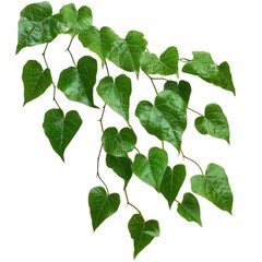 Poster - 白背景の緑のハート型葉のつる植物の斜めのクローズアップイメージ