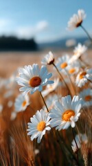 Aufkleber - A vibrant field showcases tall golden grass interspersed with blooming daisies, creating a stunning contrast against a clear blue sky. Gentle sunlight bathes the entire landscape in warmth