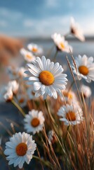 Poster - A field full of tall grass sways gently in the breeze, showcasing clusters of daisies. The flowers stand out against a beautiful backdrop of a serene sunset, creating a peaceful atmosphere