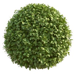 Poster - 白い背景に隔離された丸い形をした緑豊かな葉の茂み 自然な緑色の低木 植物要素を持つ屋外の装飾的な庭の要素