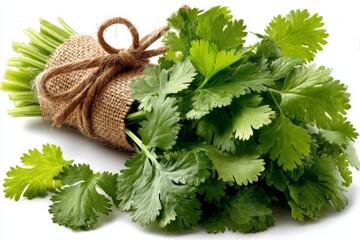Poster - Fresh cilantro bundle tied with twine on a clean white background perfect for culinary use and garnishing dishes