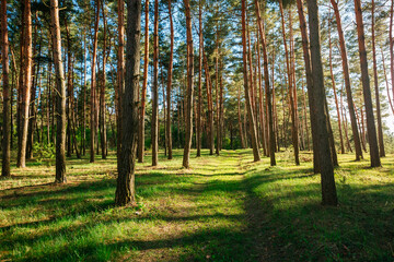 Aufkleber - Sunlit trail leads through a spectacular forest showcasing tall pine trees and vibrant green grass shining in the sun.