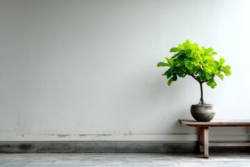 Poster - Indoor green plant on wooden bench against minimalist wall in a serene setting during daylight hours