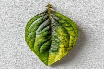 Poster - Detailed view of a green leaf showcasing vibrant textures and patterns in natural light