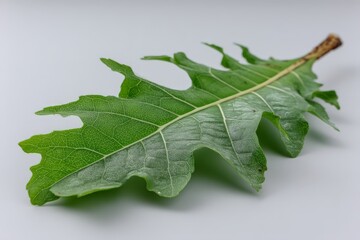 Poster - Large green oak leaf resting on a smooth surface highlighting its intricate veins and textures