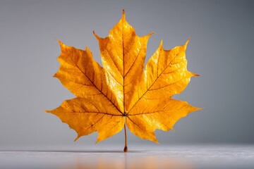 Poster - Bright yellow maple leaf on a simple background showcasing autumn colors and textures