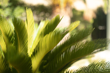 Poster - Close-up of vibrant green cycad palm fronds bathed in sunlight.  Perfect for nature, botanical, and tropical themes.