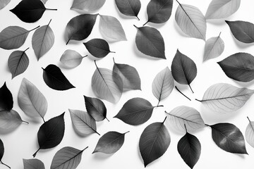 Poster - Scattered grayscale leaves on white background.  Various leaf shapes and sizes,  creating a natural pattern