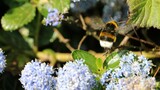 Bourdon terrestre
