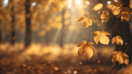 Poster - Lovely fall scenery with yellow trees and sunlight. Bright foliage in the park. Background filled with falling leaves.