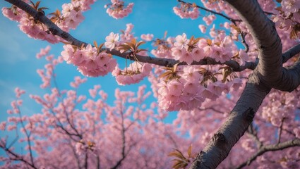 Aufkleber - Blossoming cherry tree in spring