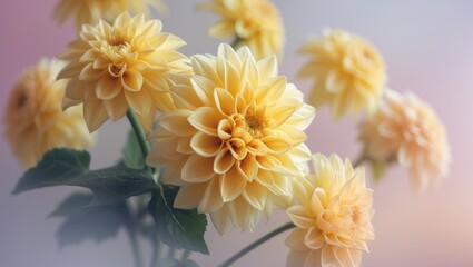Aufkleber - Festive floral design with blooming yellow dahlia on light background for holiday decor