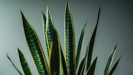 Poster - Green leaves of sansevieria. Potted plant isolated on a white background.