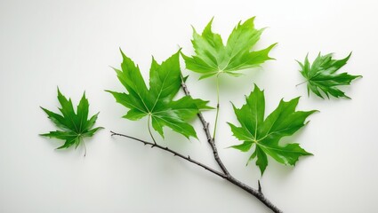 Poster - Background of maple leaves with a branch isolated on white.