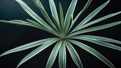 Poster - Elegant motifs on elongated flower leaves