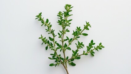 Poster - Close-up of fresh thyme herb isolated on white backdrop