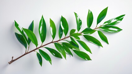 Poster - Isolated macro view of a branch with fresh green leaves on a background