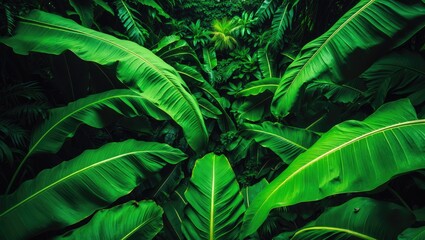 Poster - Tropical-themed banana leaf set against a green backdrop