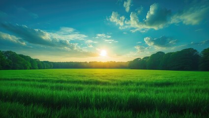 Poster - Bright sun shining on a verdant grassy meadow