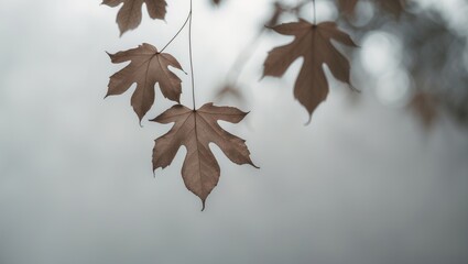 Poster - Abstract Background Featuring Connected Autumn Foliage