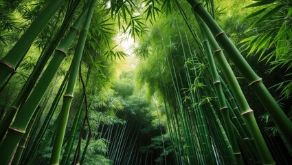 Poster - Healthy Green Bamboo Growth
