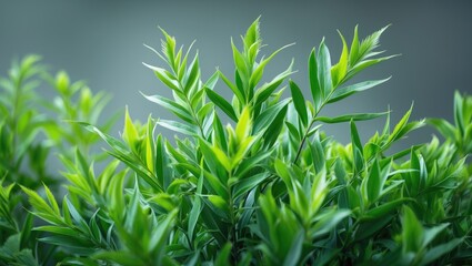 Poster - Macro shot of fresh green leaves with sunlight