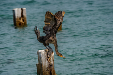 Wall Mural - cormorant perched on piling