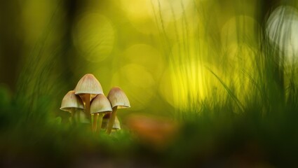 Poster - Mushrooms growing in the grass under a canopy of trees.