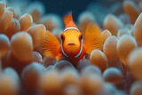 A clownfish peeks out from its anemone home in the coral reef.